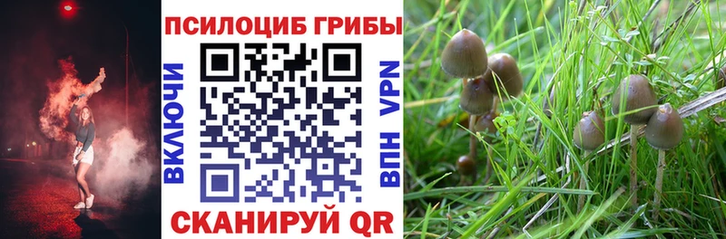 Псилоцибиновые грибы Psilocybe Белозерск
